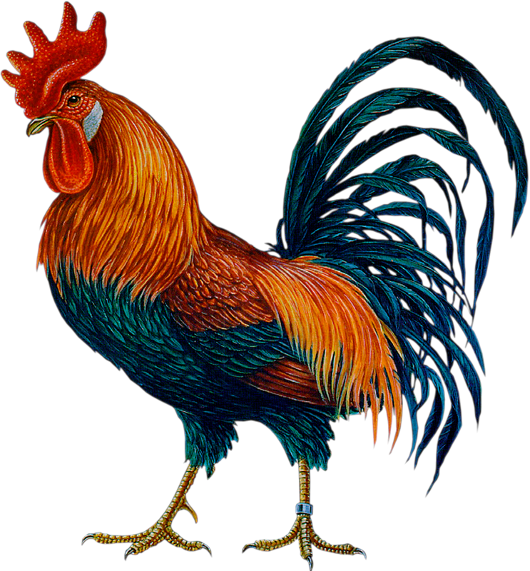 Imagen Transparente de la polla de oro