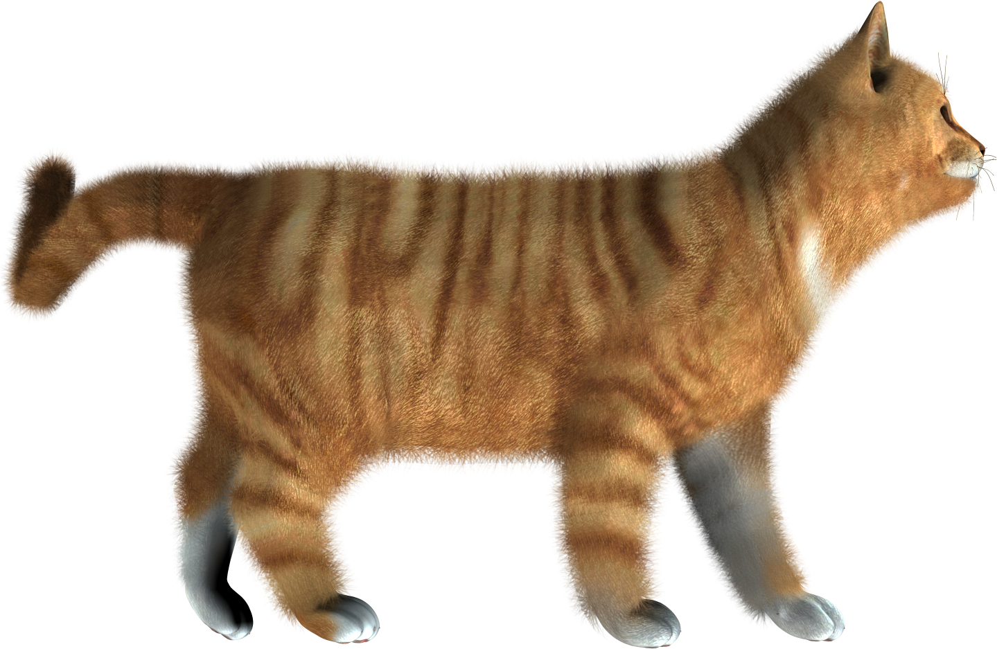 Золотой котенок PNG Скачать изображение