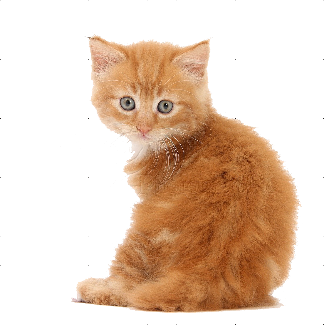 Golden Kitten PNG Free Download