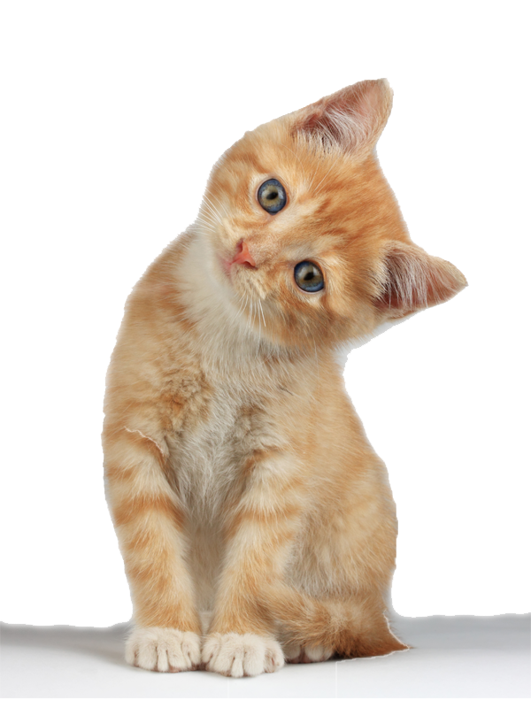 Golden Kitten PNG High-Quality Image