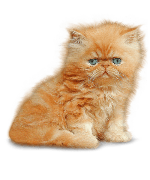 Fondo de imagen de PNG de gatito dorado