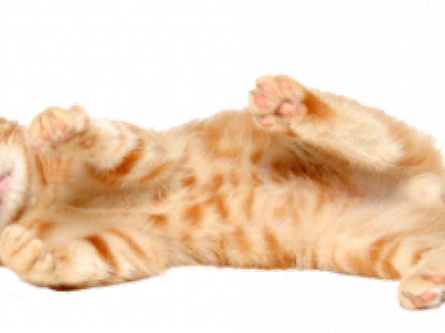 Золотой котенок PNG Image