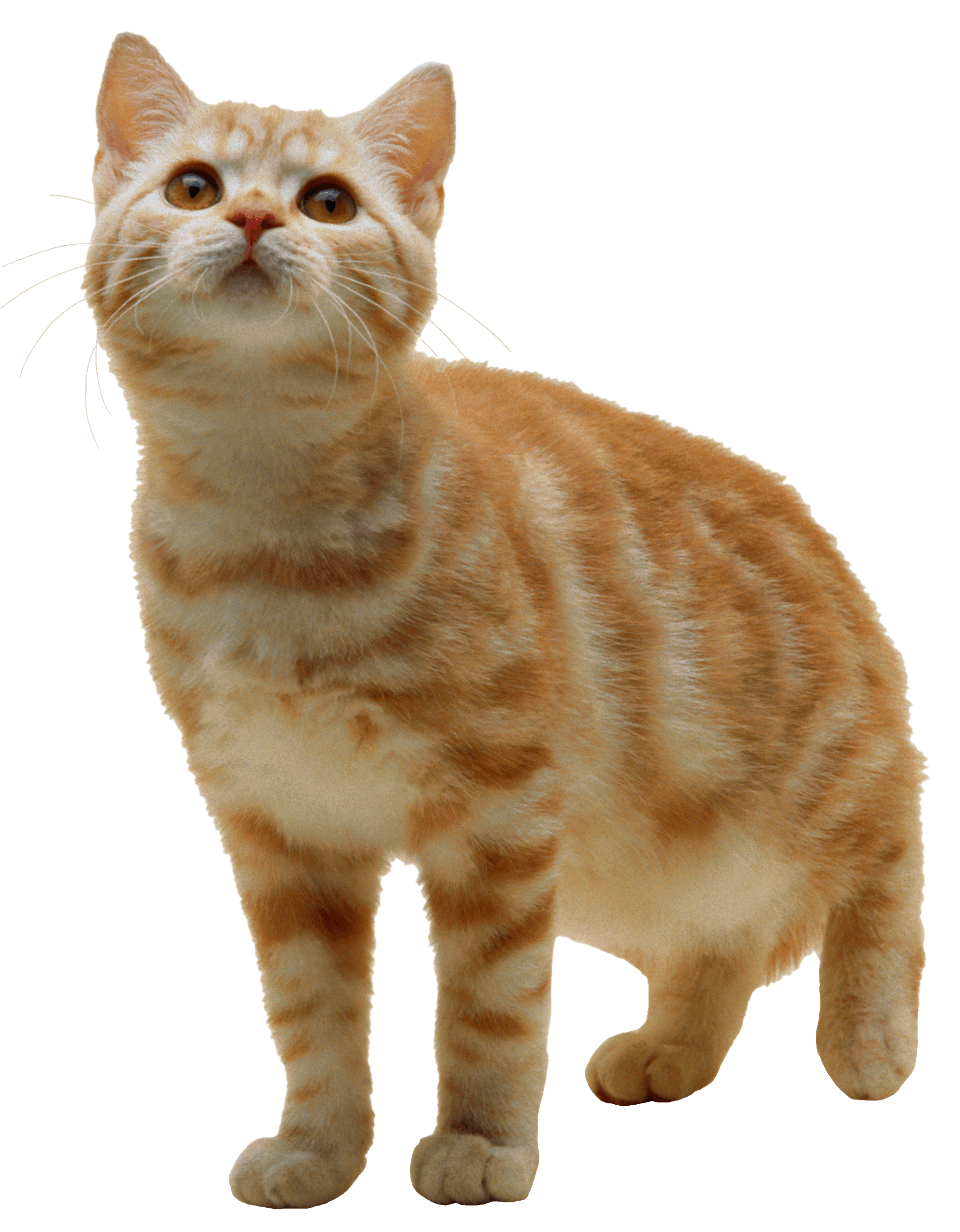 Золотой котенок PNG фото