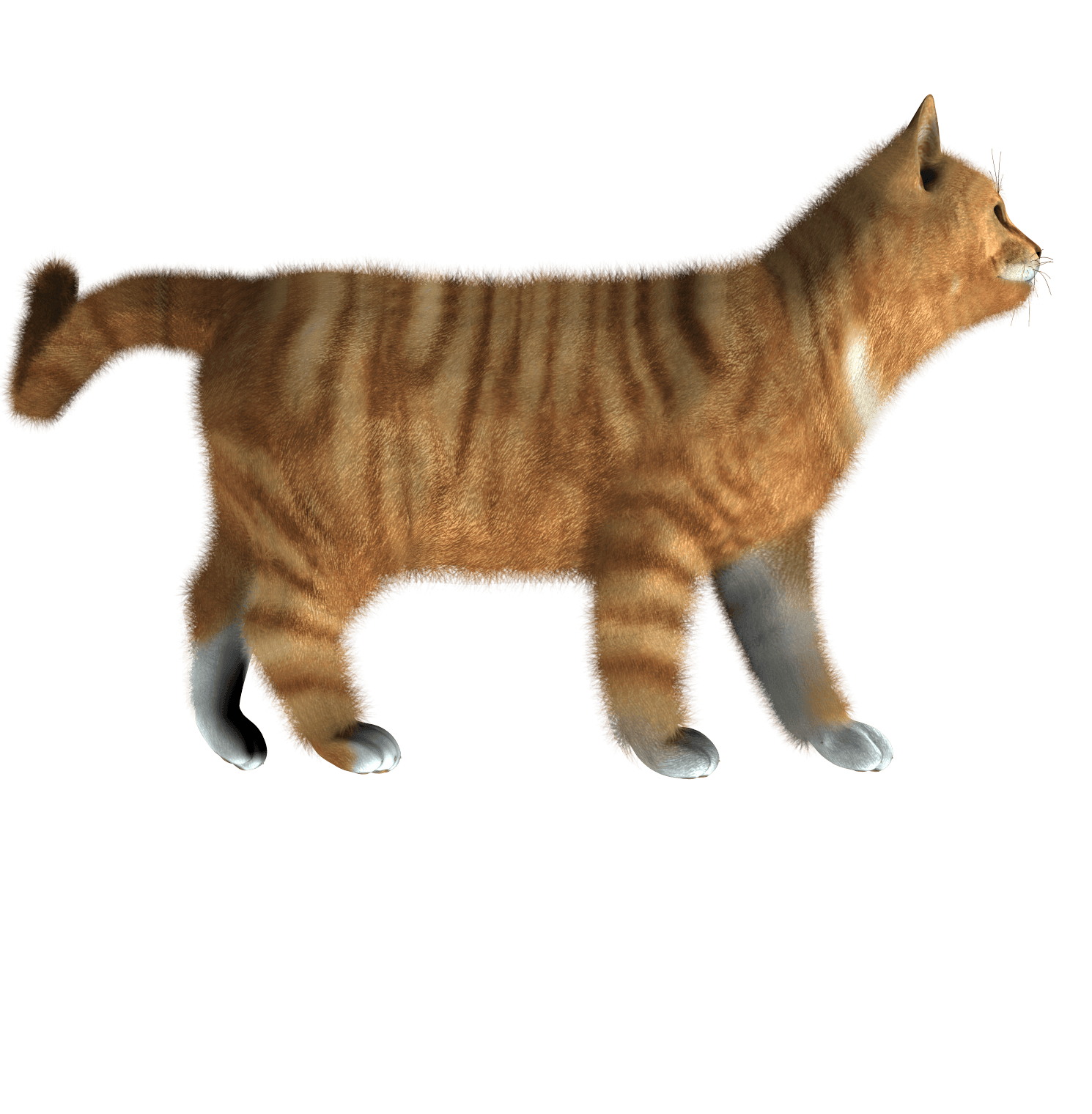 Золотой котенок PNG прозрачный образ