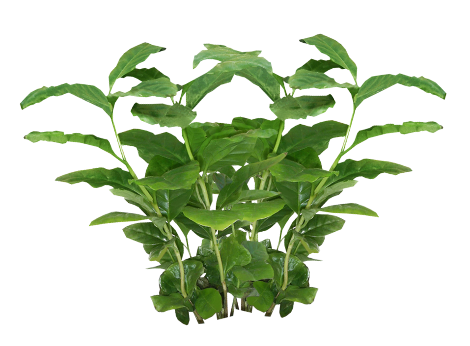 녹색 교수형 식물 무료 PNG 이미지