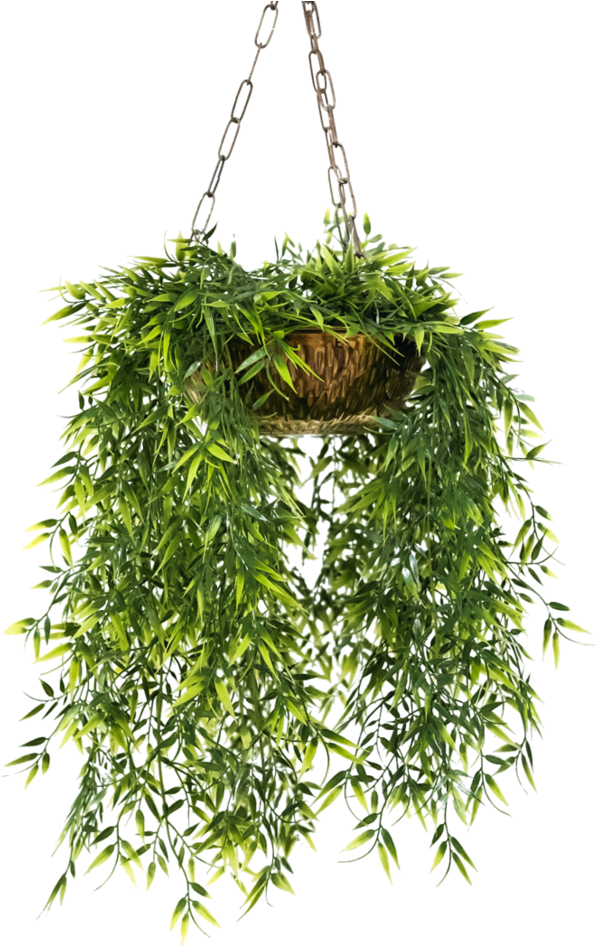 녹색 교수형 식물 PNG 이미지입니다