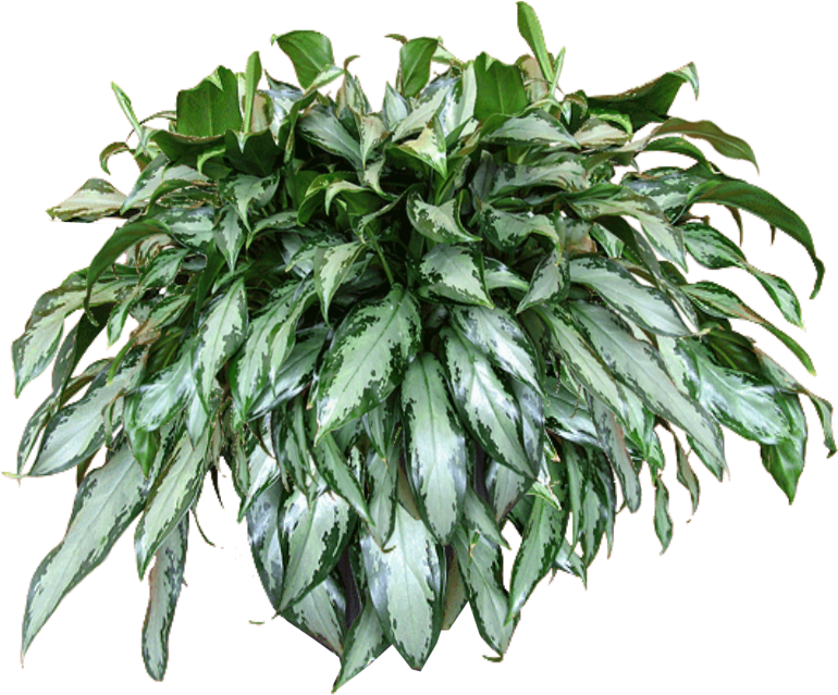 녹색 교수형 식물 PNG 투명 이미지