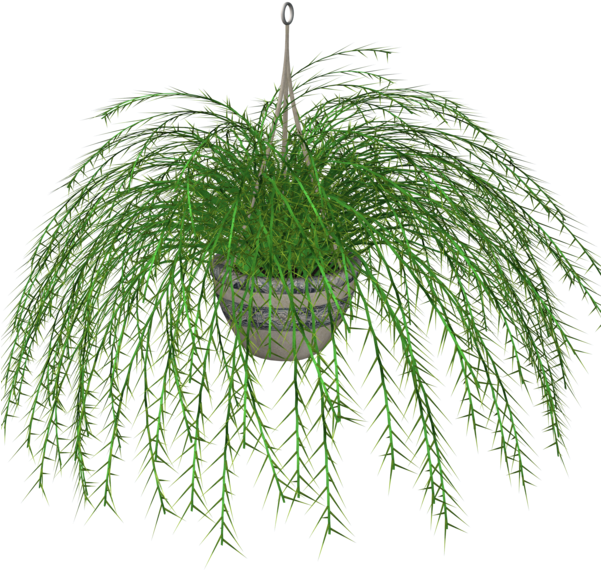 Image Transparente de plante de suspension verte