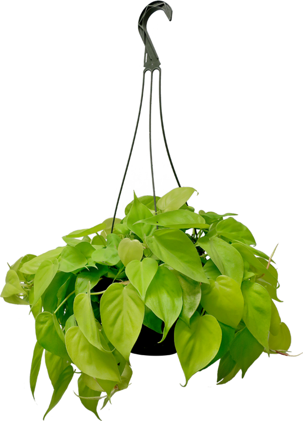 Hanging Plant PNG Image Background