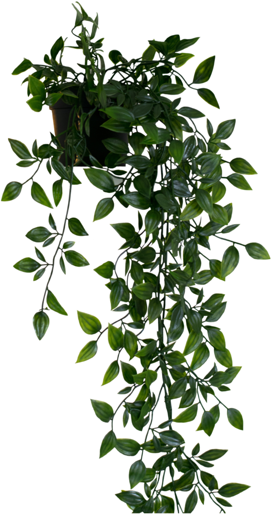 교수형 식물 PNG 이미지
