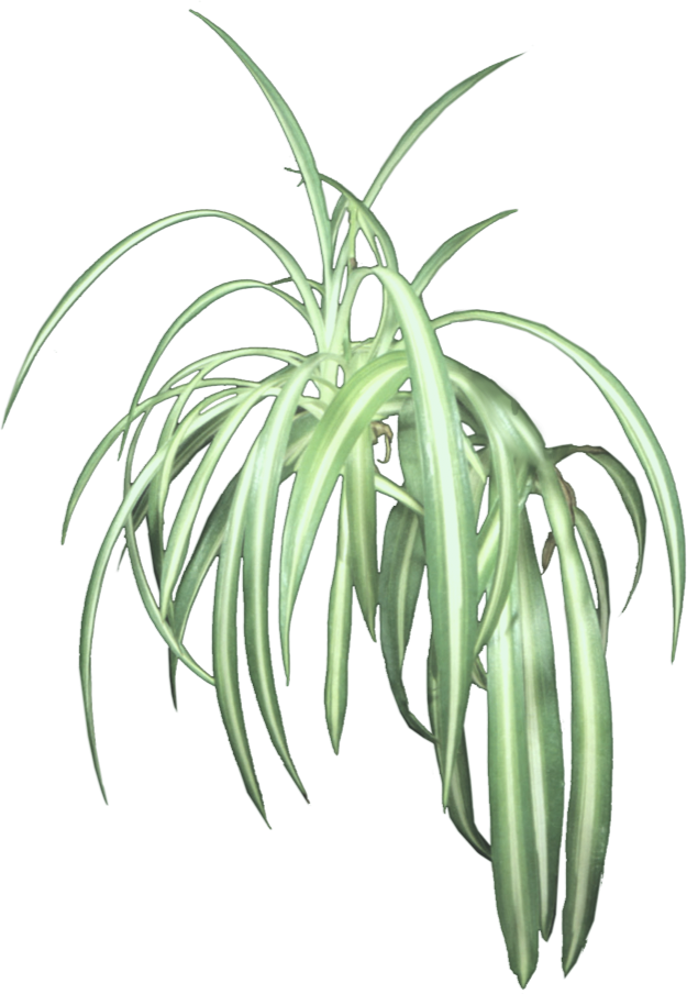 Hängende Pflanze PNG-Foto