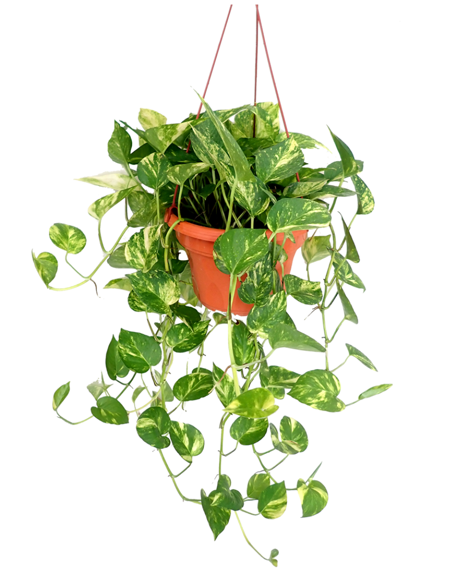 House Hanging Plant PNG Download Image