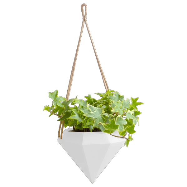 House Hanging Plant PNG Image Background