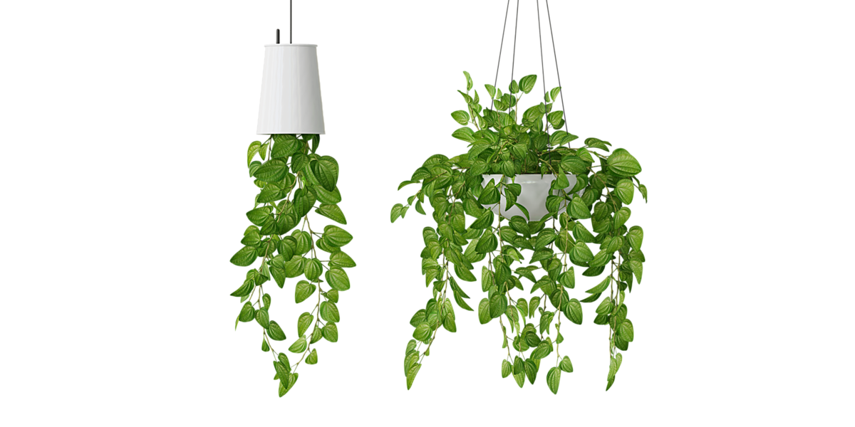House Hanging Plant PNG Photo