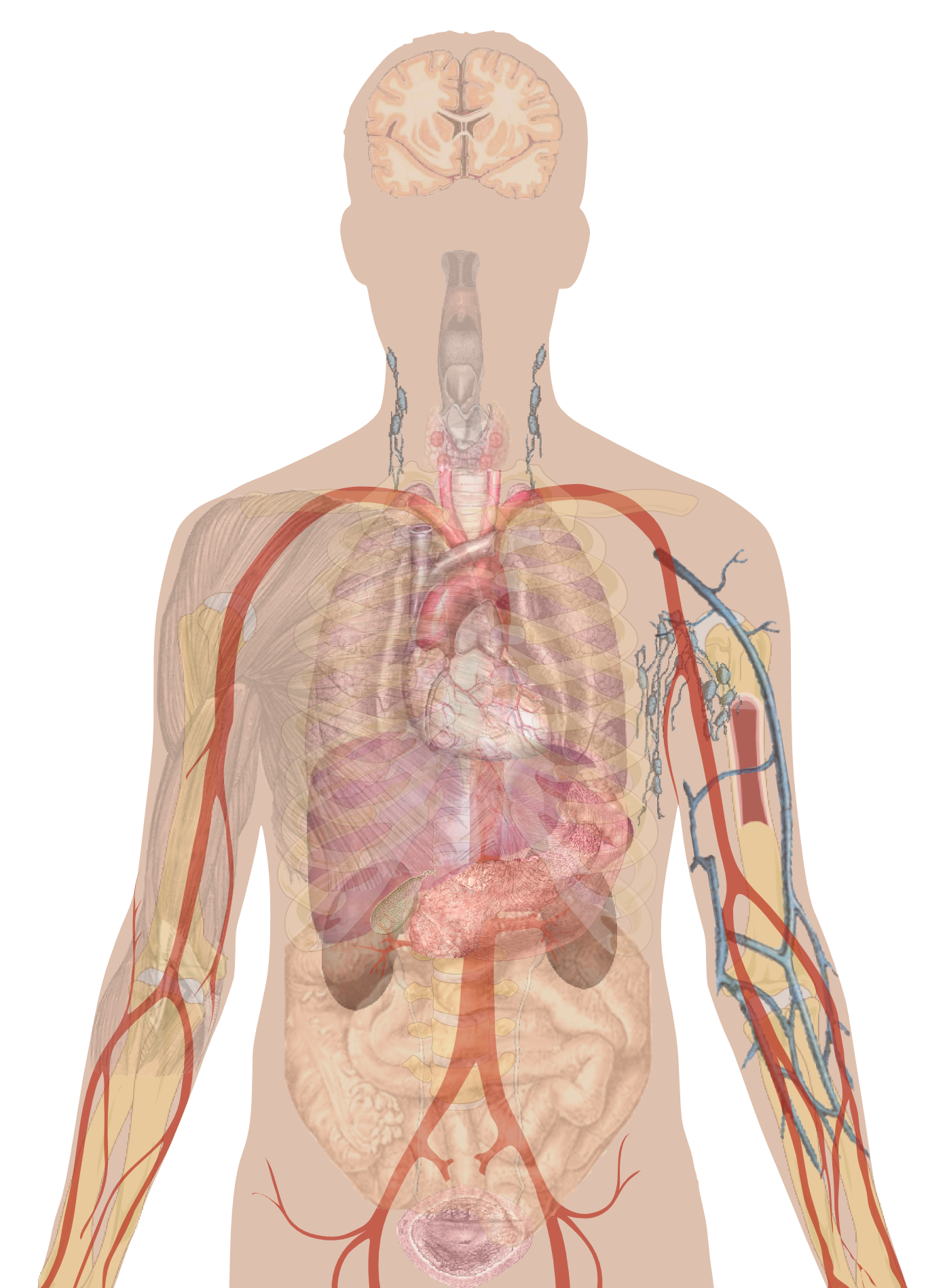 Анатомия человеческого тела PNG Скачать изображение