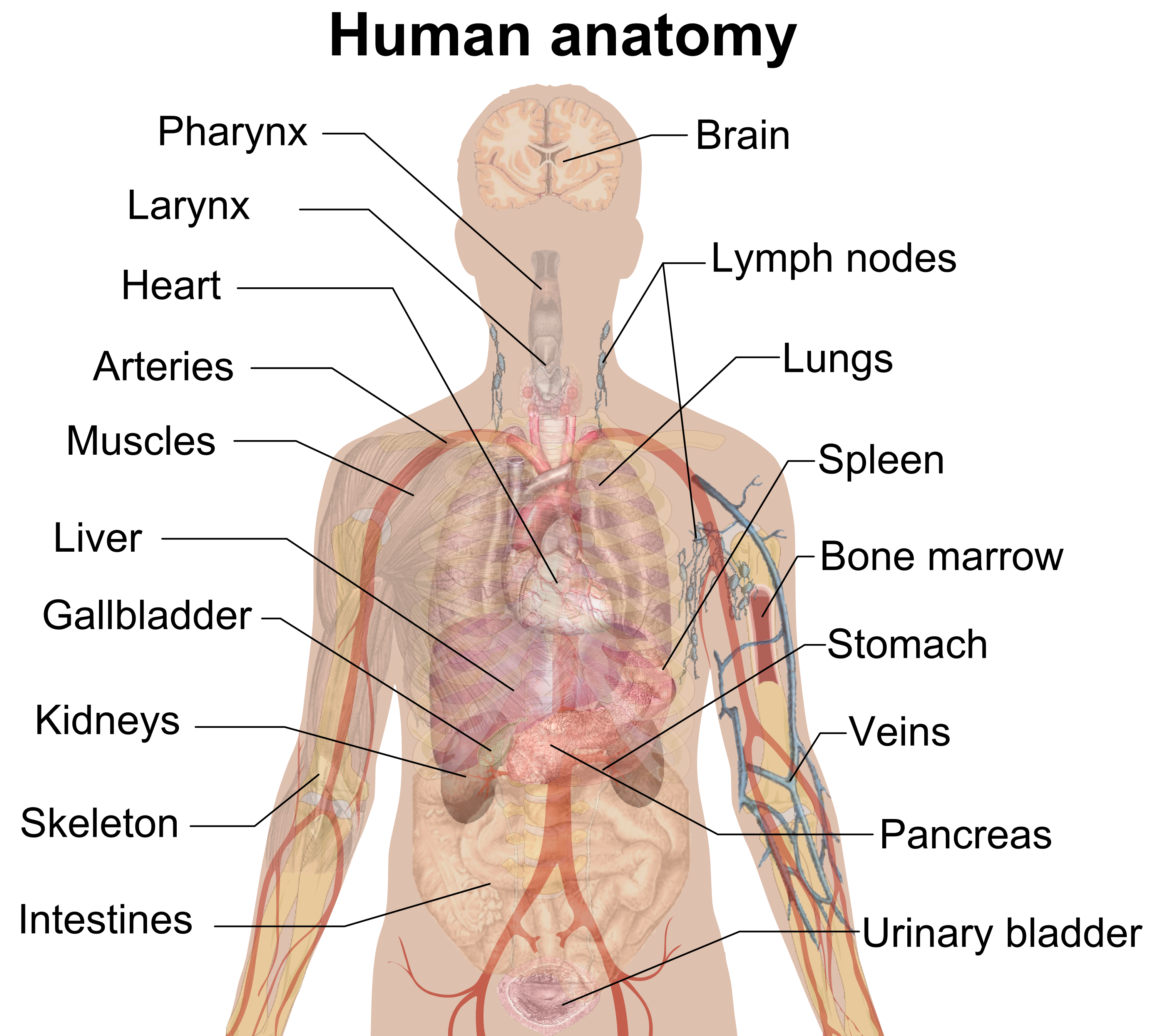 Anatomia del corpo umano PNG Immagine di alta qualità