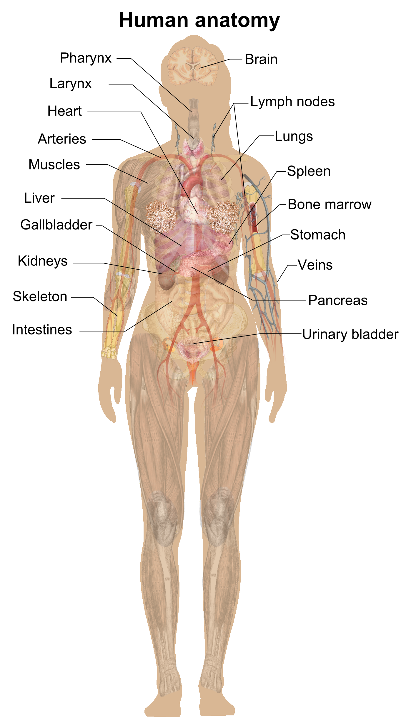 Human body anatomy PNG Image