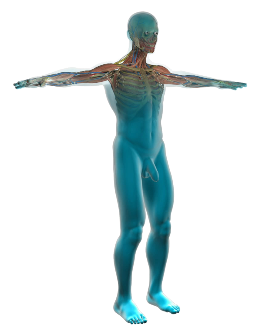 Menschliches Körper Anatomie-PNG-Foto