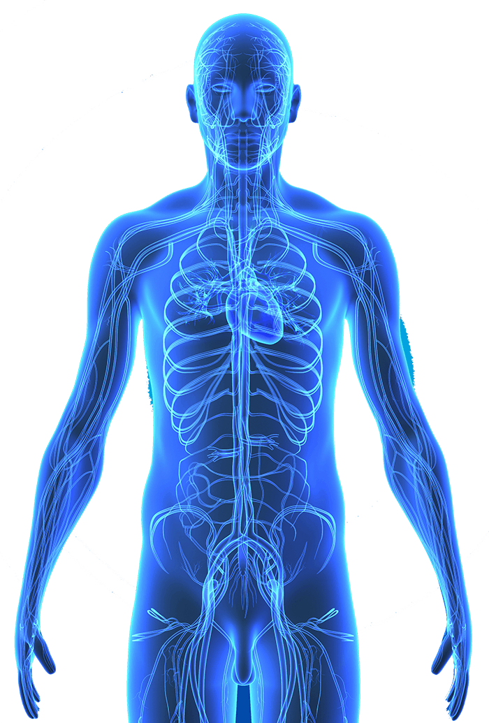 Anatomía del cuerpo humano PNG imagen Transparente