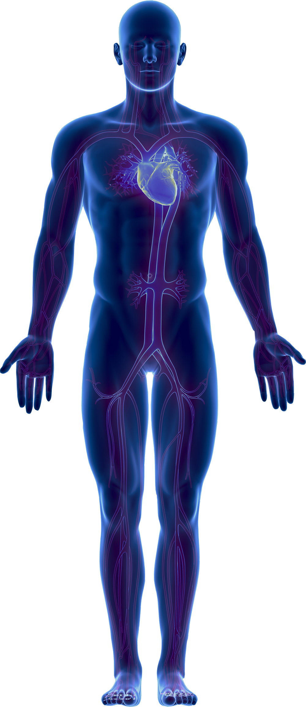 Immagine del PNG gratis del corpo umano