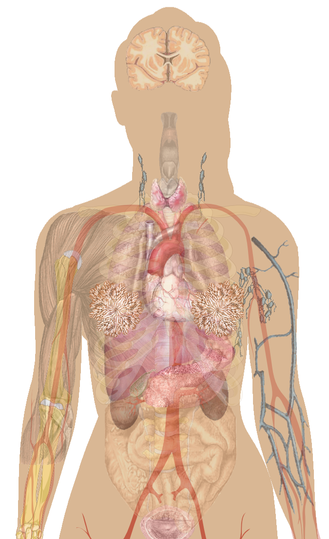 Human body organs free PNG Image