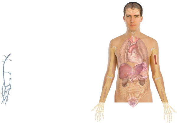 Órganos del cuerpo humano PNG descargar imagen