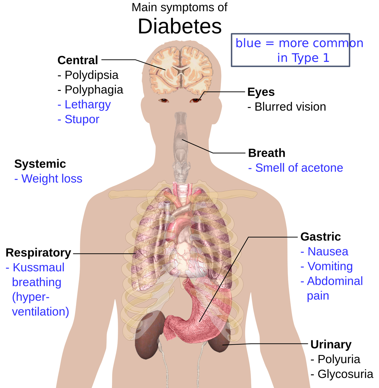 Órganos del cuerpo humano PNG Imagen de alta calidad