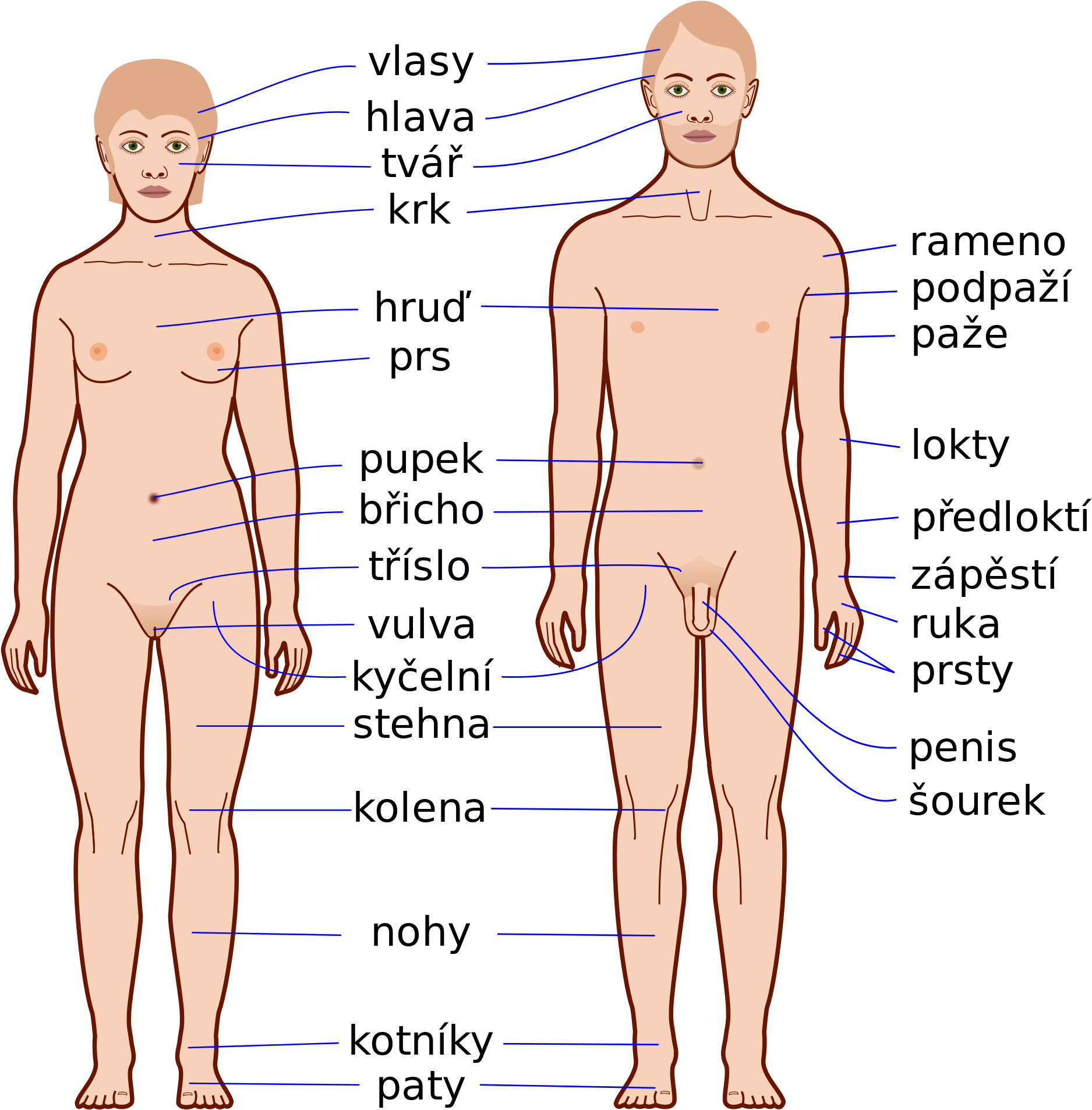 Imagen de los órganos del cuerpo humano PNG