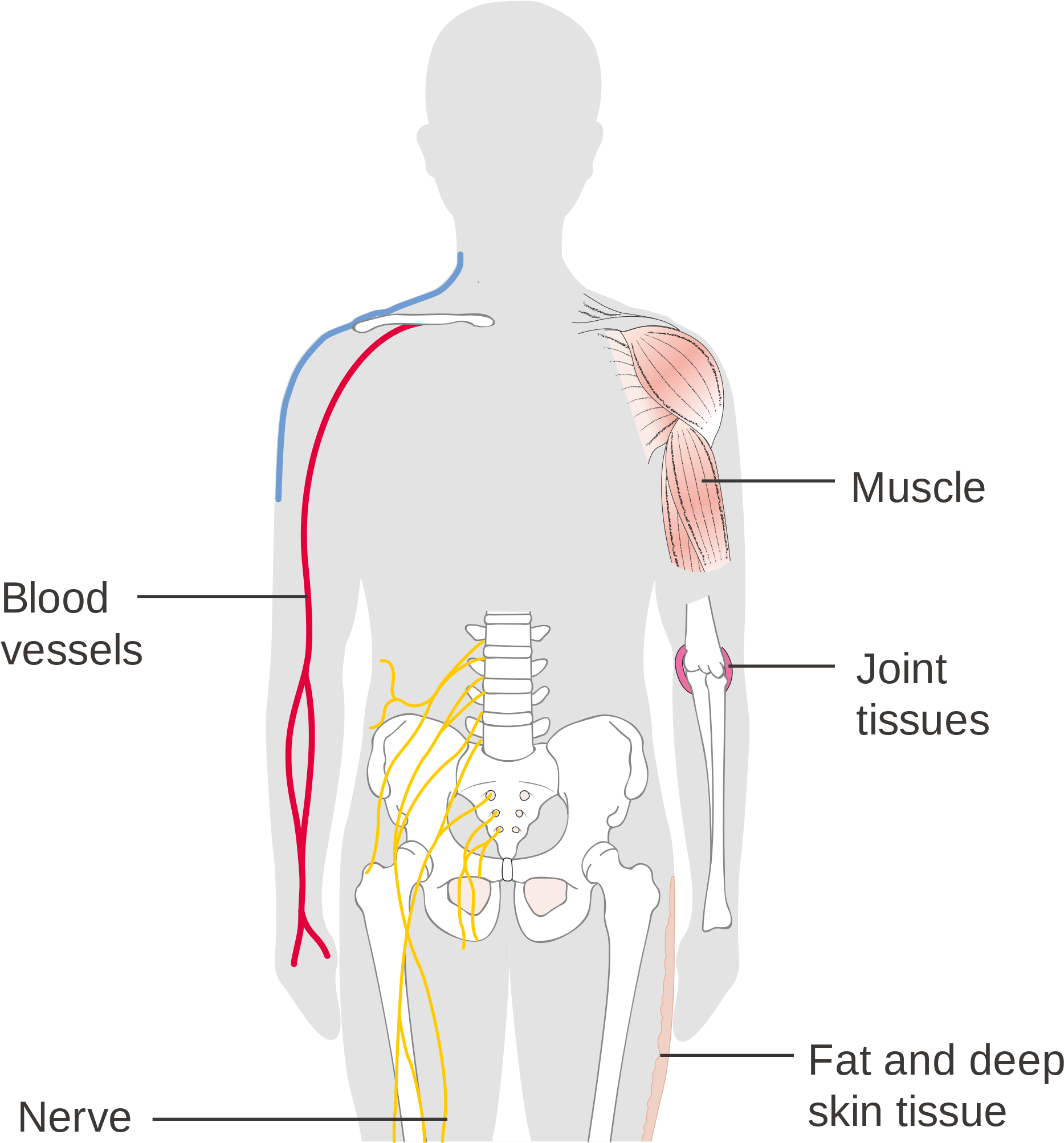 جسم الإنسان أعضاء PNG صورة شفافة