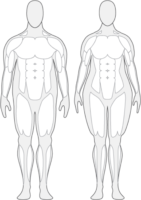 Menschliches Körper-PNG-Bild