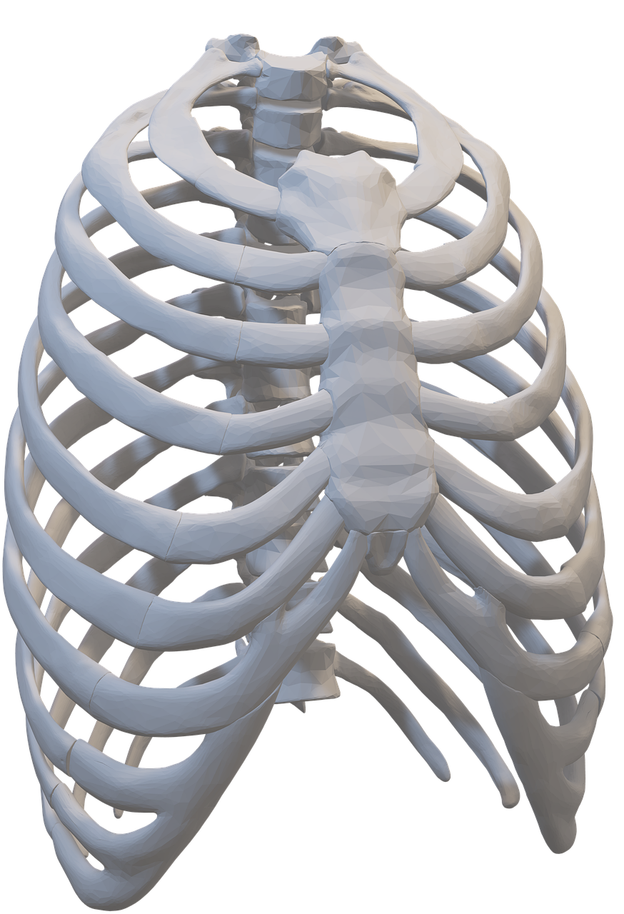 Human Body System PNG High-Quality Image