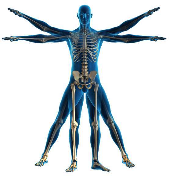 Imagem de PNG do sistema de corpo humano