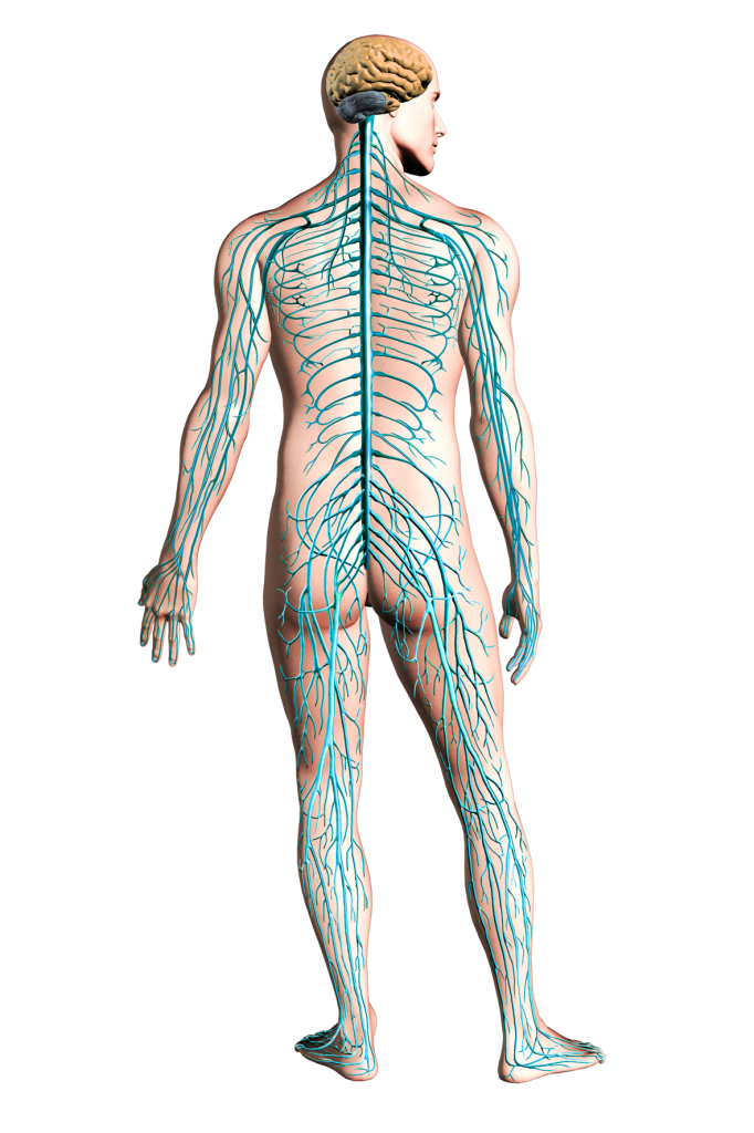 Menschliches Körpersystem PNG-Foto
