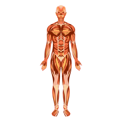 Imagem transparente do PNG do sistema do corpo humano