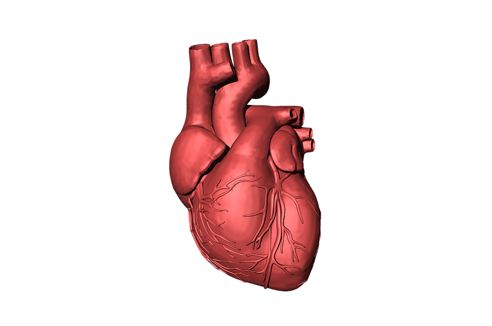 인간의 심장 무료 PNG 이미지