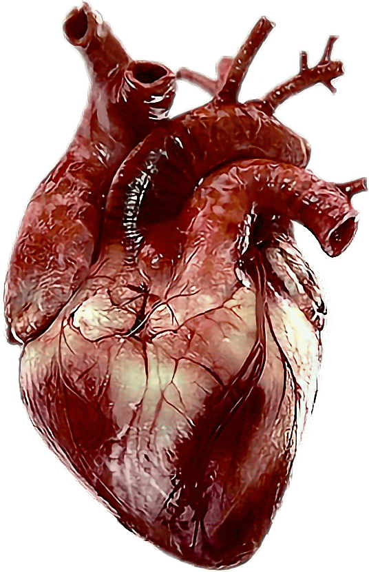 Human Heart PNG Download Image