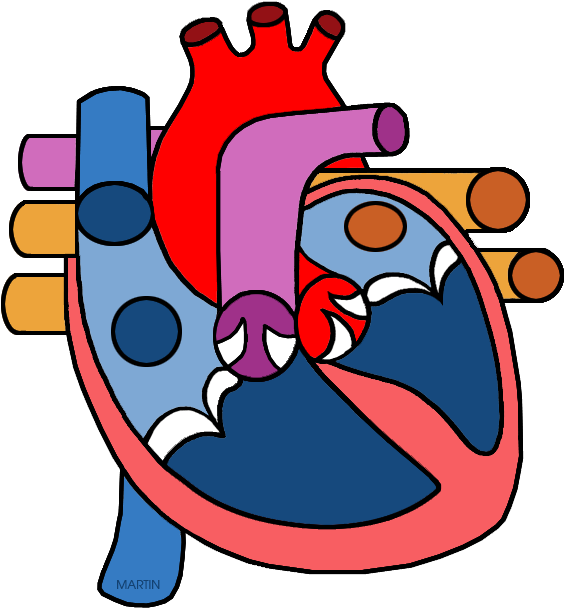 Human Heart PNG Free Download