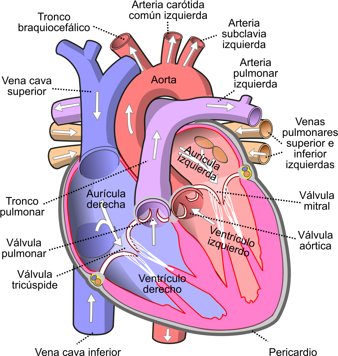 Human Heart PNG High-Quality Image
