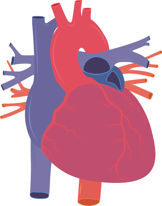 Human Heart PNG Image