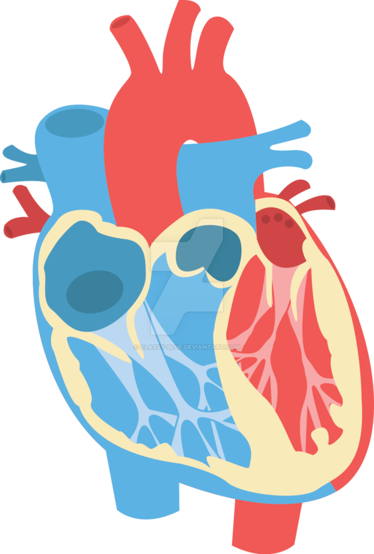 Human Heart PNG Photo