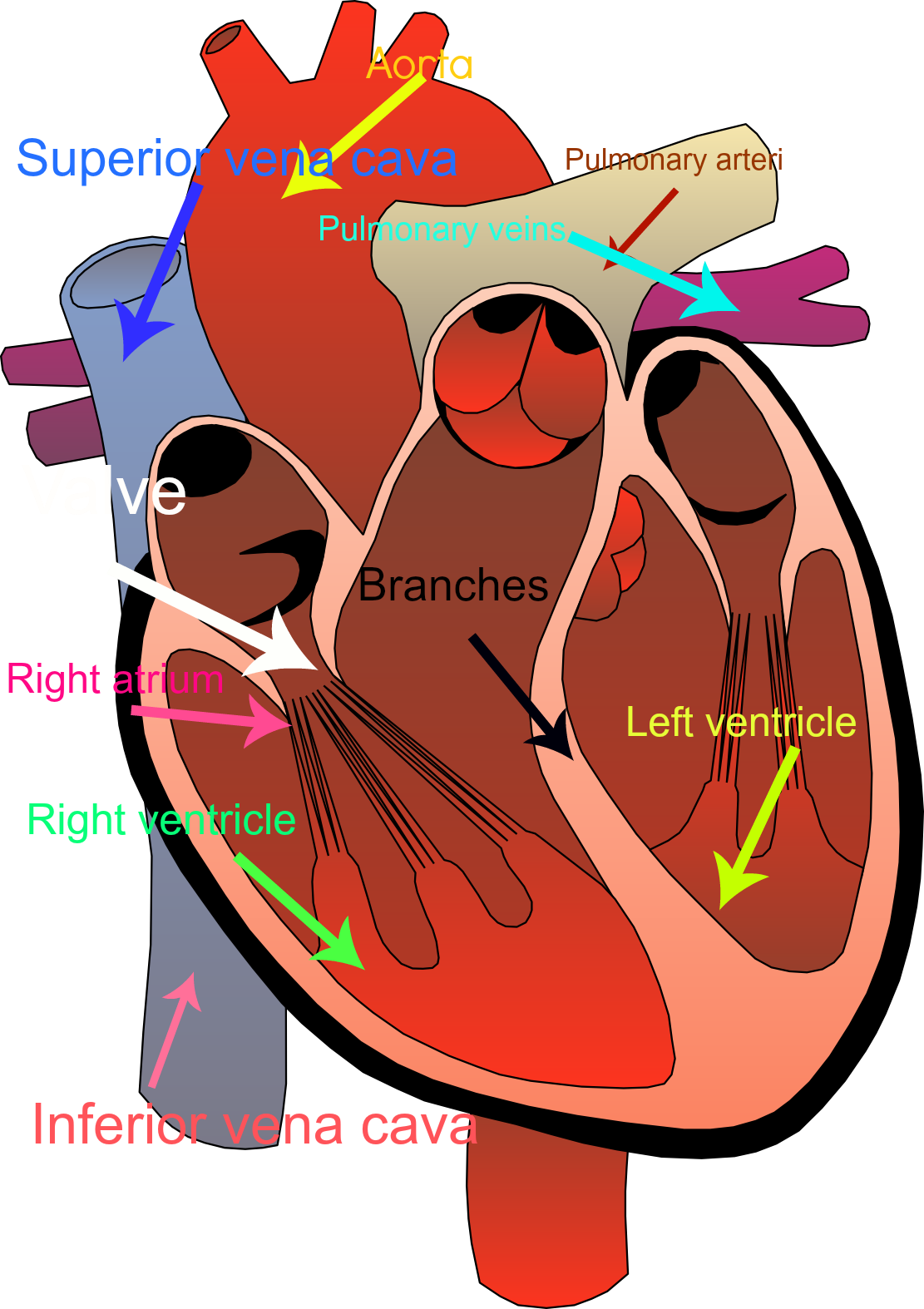 Human Heart PNG Transparent Image