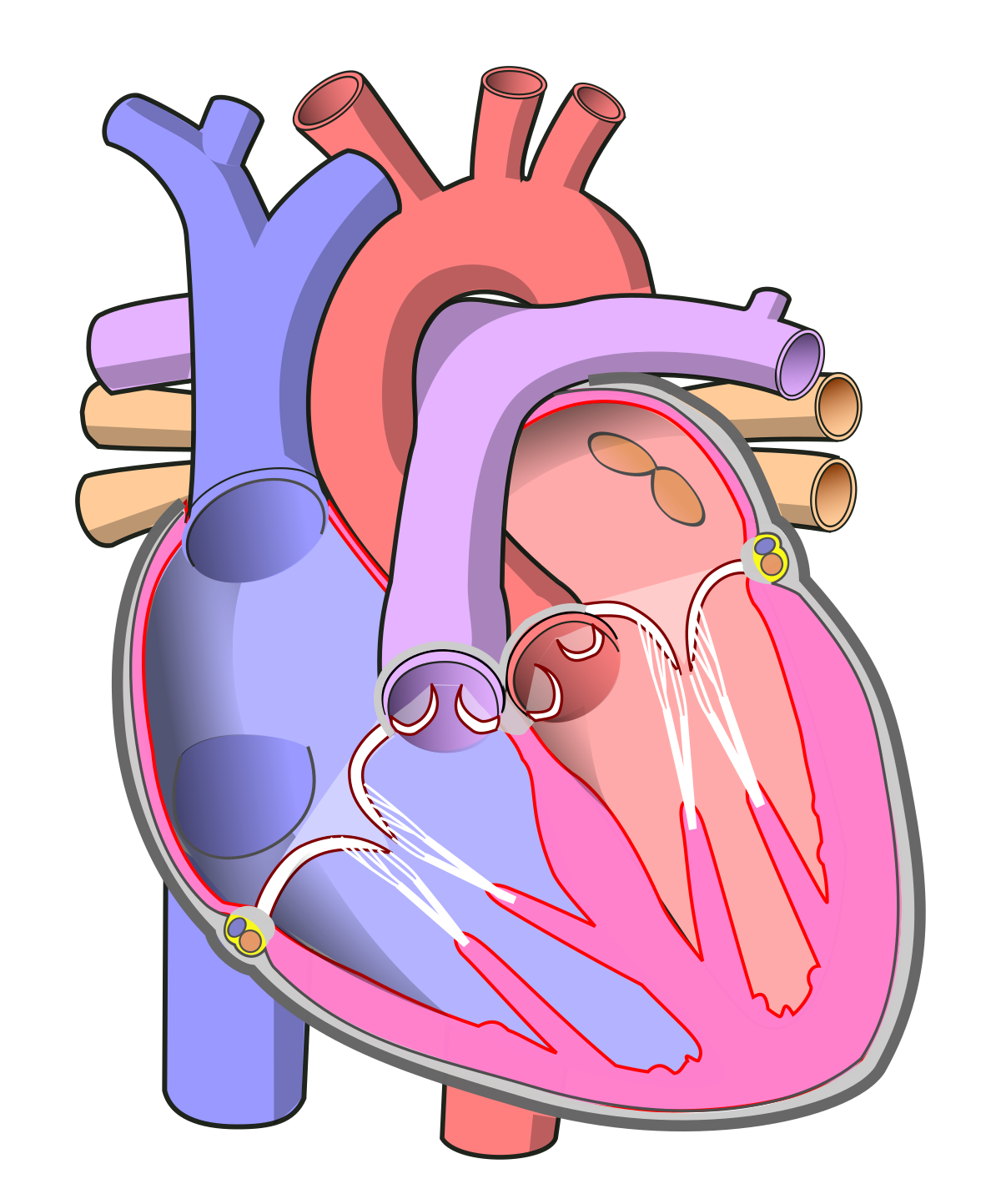 인간의 심장 투명 이미지