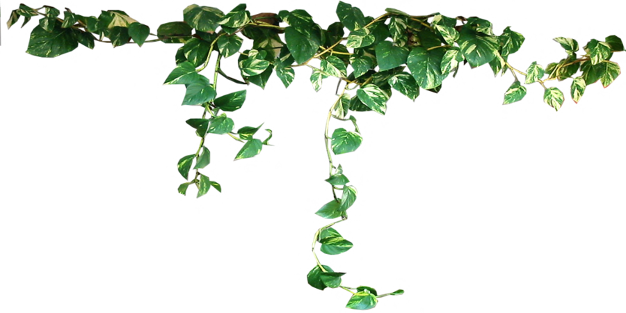 Indoor Hanging Plant Free PNG Image