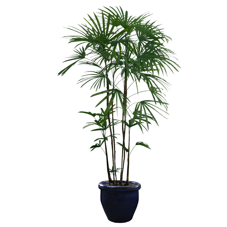 Indoor Hanging Plant PNG High-Quality Image