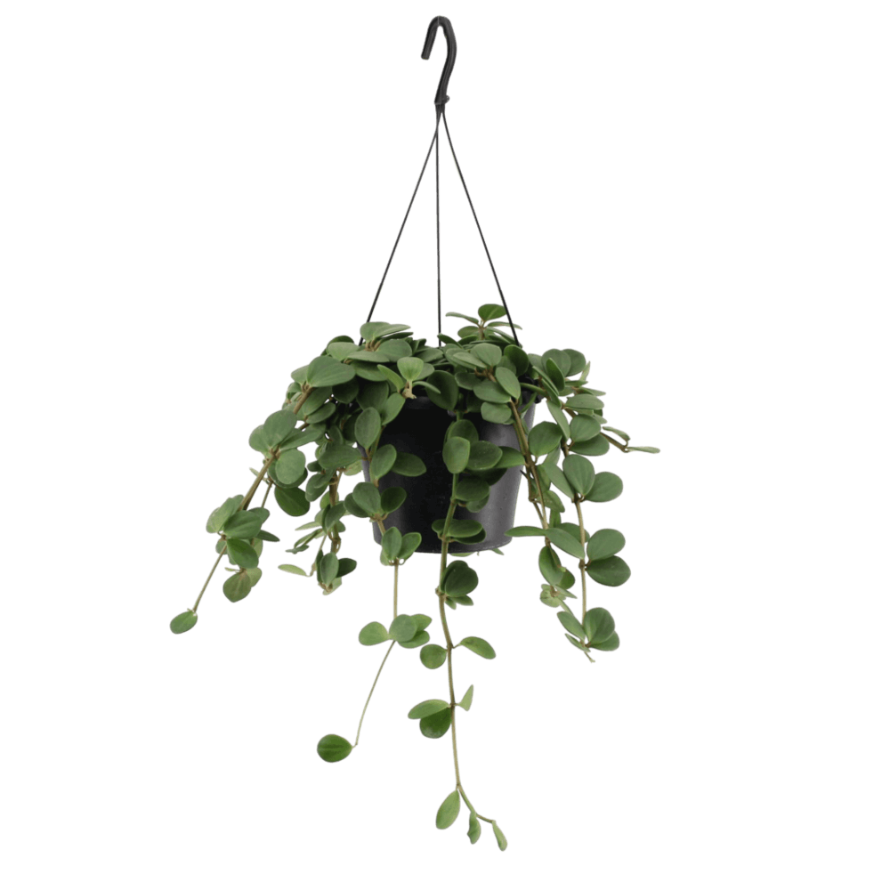 Indoor hangplant PNG Transparant Beeld