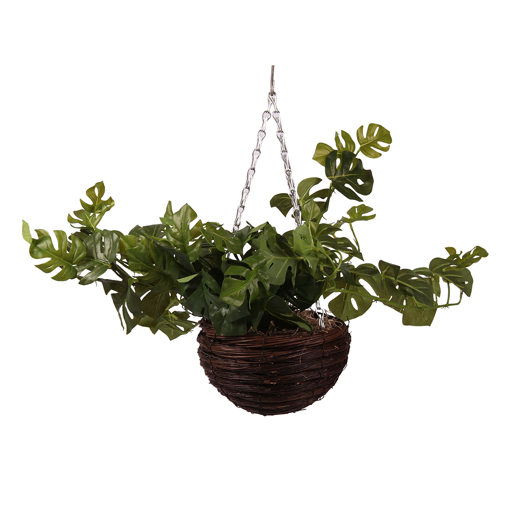 Indoor hangende plant Transparante Afbeelding