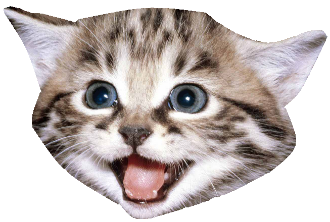 Kitten Face Free PNG Image