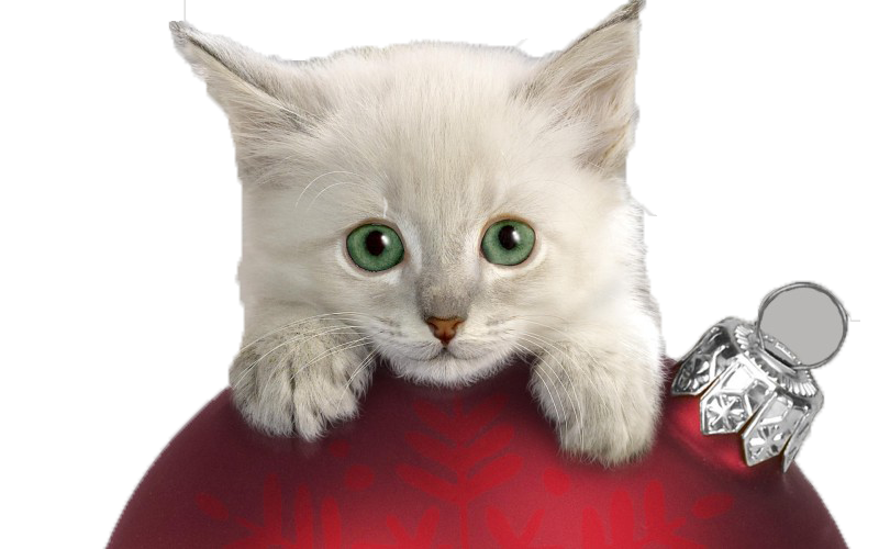 Kitten Face PNG Download Image