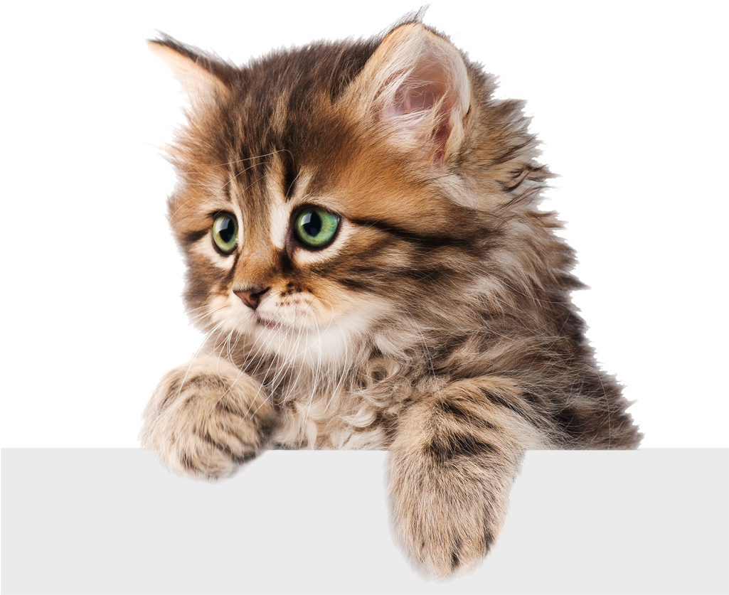 Kitten Face PNG High-Quality Image