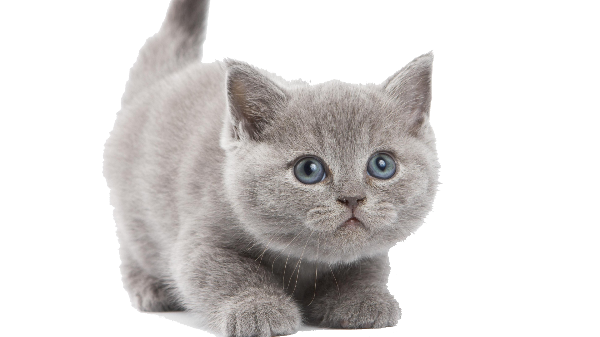 Kitten Face PNG Image Background
